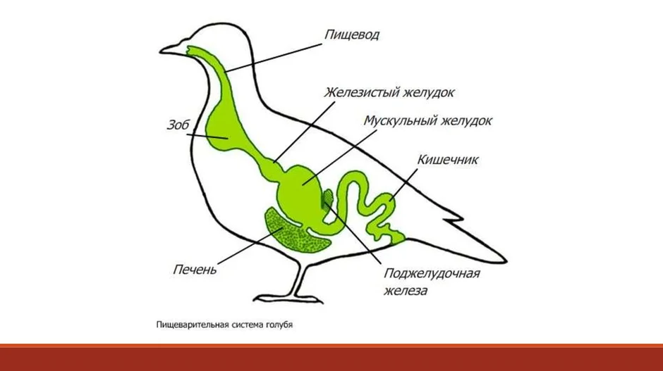 Голубь внутреннее строение рисунок