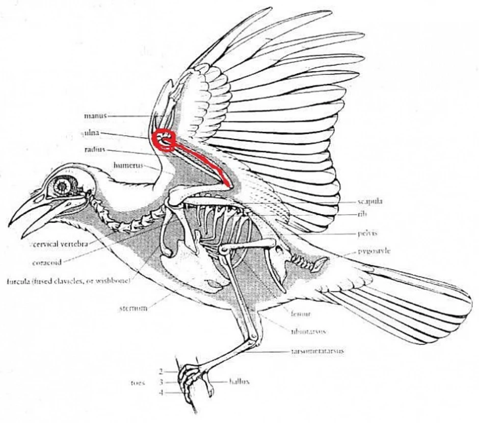 На рисунке изображен скелет птицы. Скелет птицы анатомия. Строение крыла голубя. Строение скелета ворона. Строение птицы анатомия.