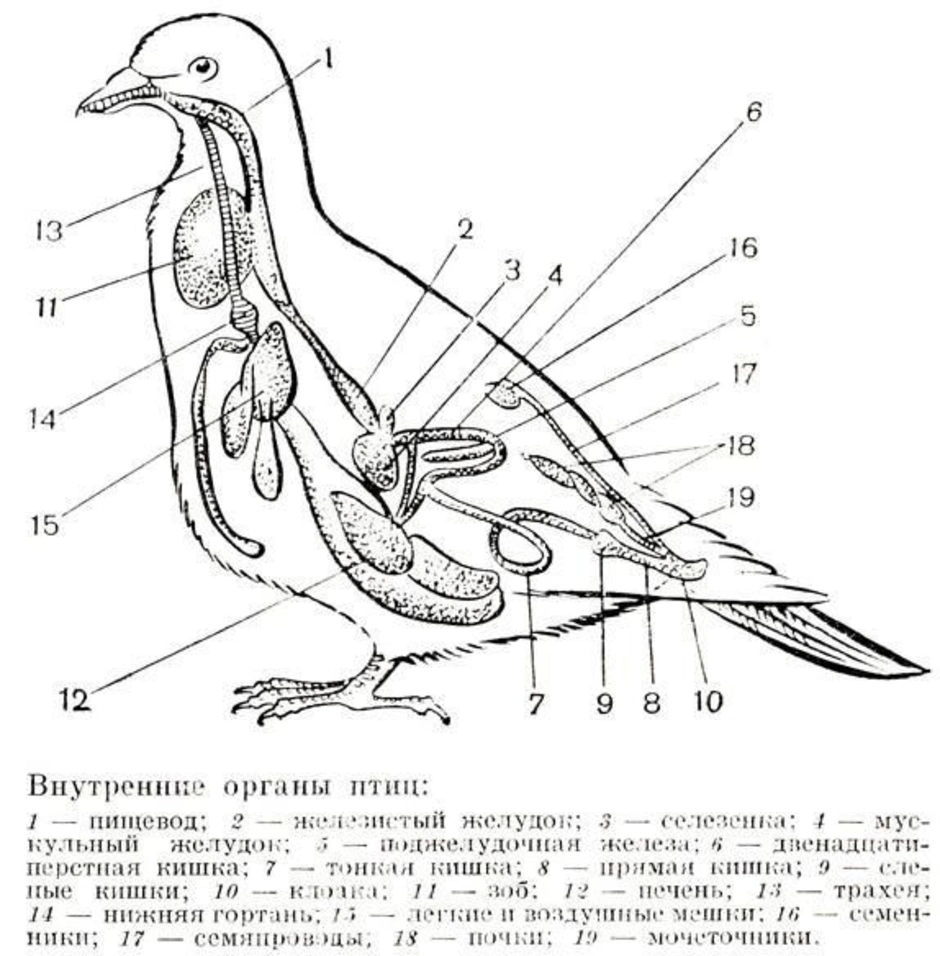 Внешний вид голубя рисунок