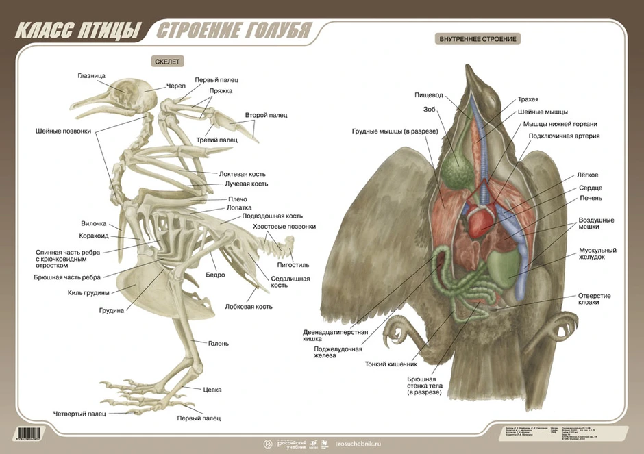 Рисунок внутреннее строение птицы 7 класс