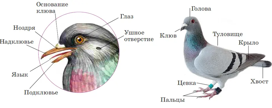 Строение голубя картинка