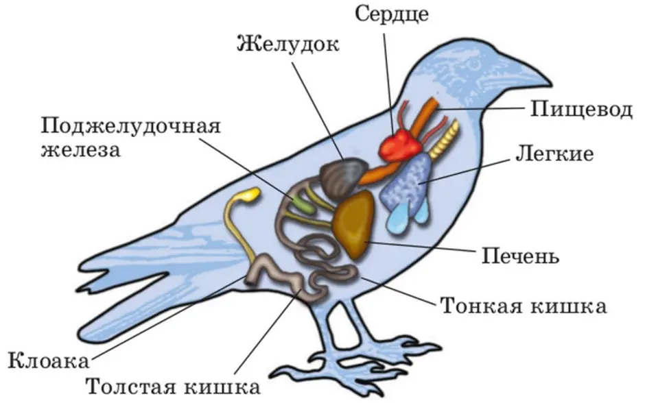 Схема внешнего строения птицы