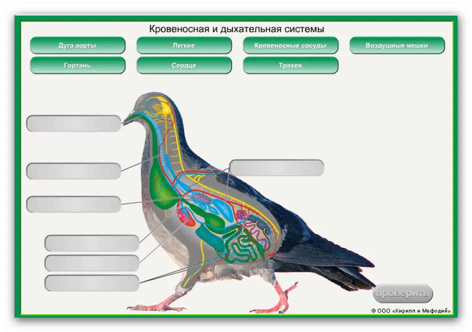 Внутреннее строение голубя рисунок