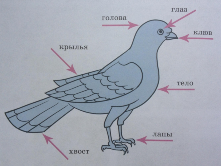 Голубь строение рисунок