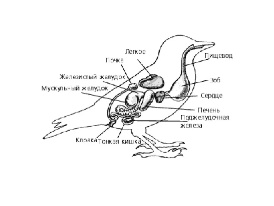 Внутреннее строение голубя рисунок