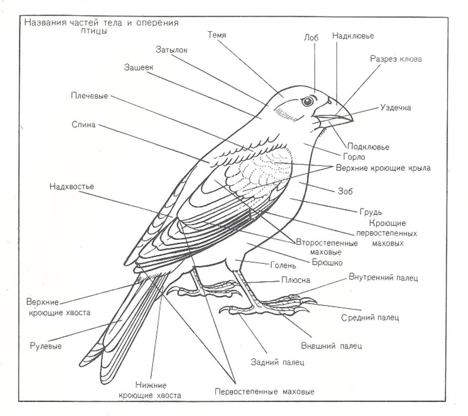 Легкий основные части. Схема внешнего строения птицы подпишите основные части тела. Анатомия голубя внешнее и внутреннее строение. Внешнее строение птицы биология. Части тела птицы схема биология 7 класс.