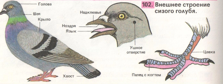 Строение голубя картинка