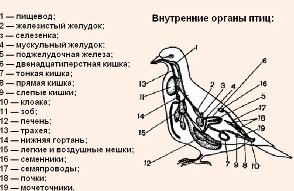 Схематический рисунок вскрытого голубя