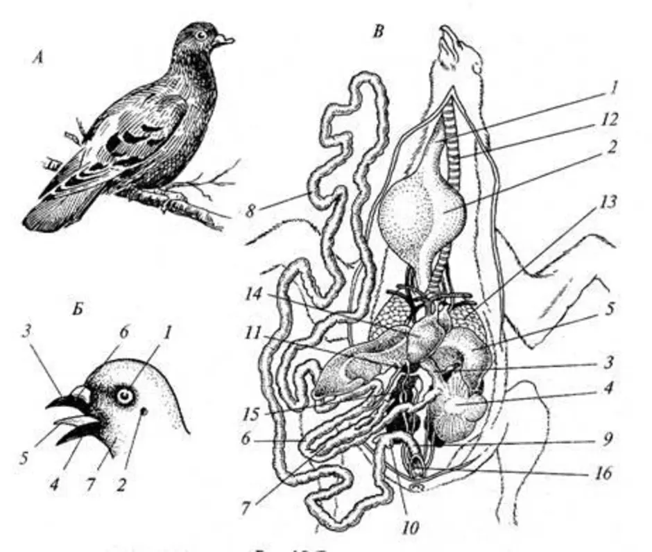 Внутреннее строение голубя рисунок