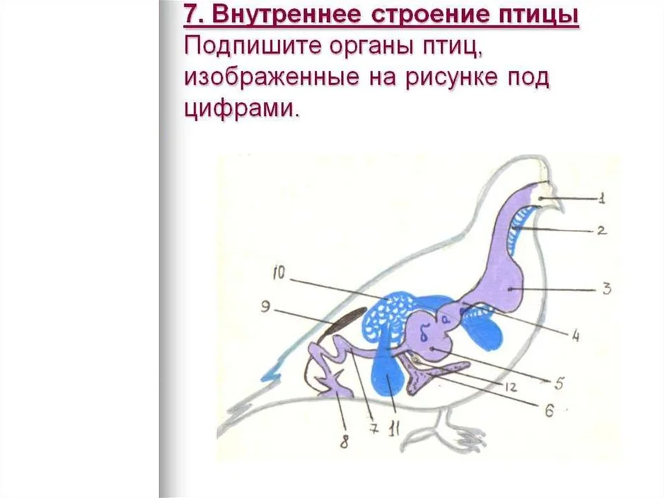 Строение голубя картинка