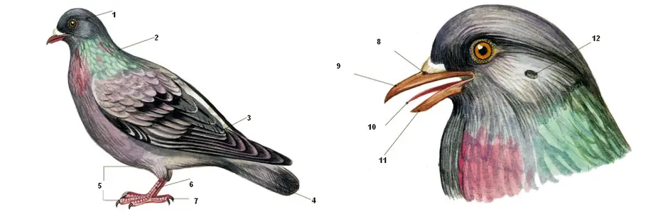 Голубь строение рисунок