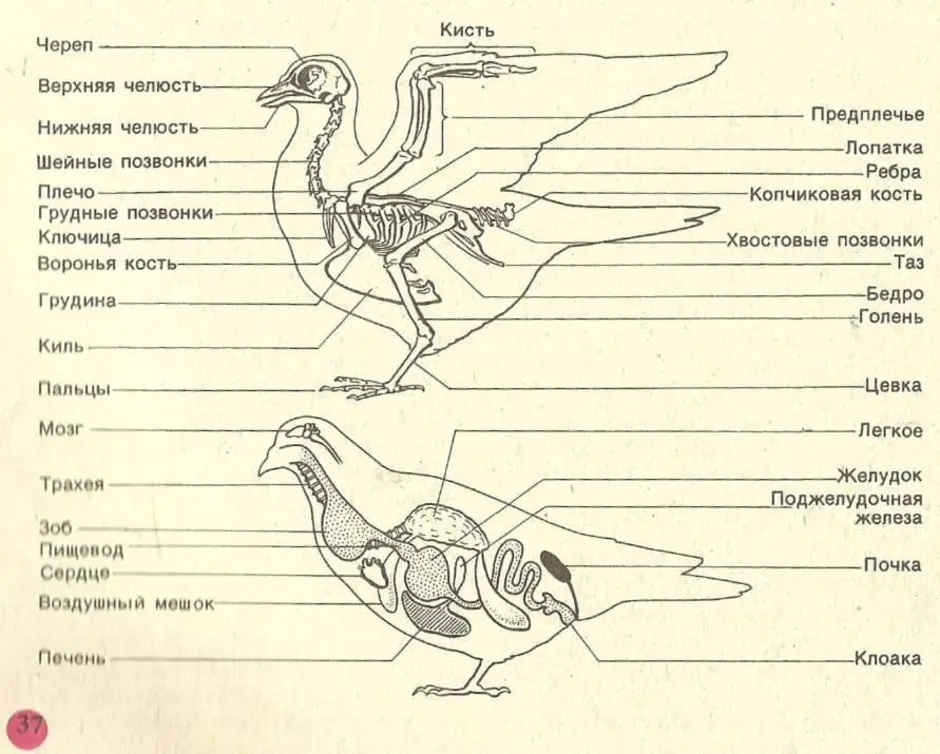 Внутреннее строение голубя рисунок
