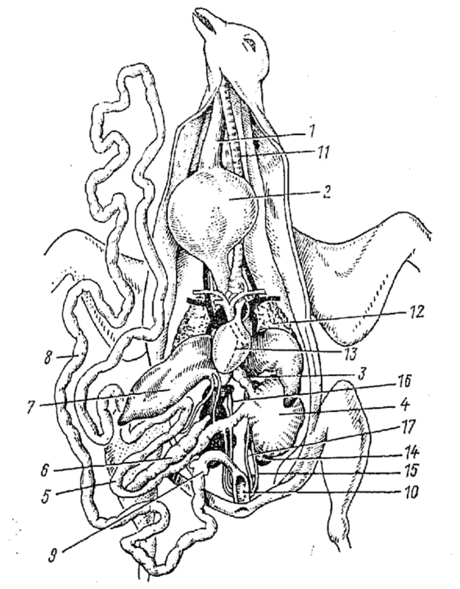 Схема органов птиц