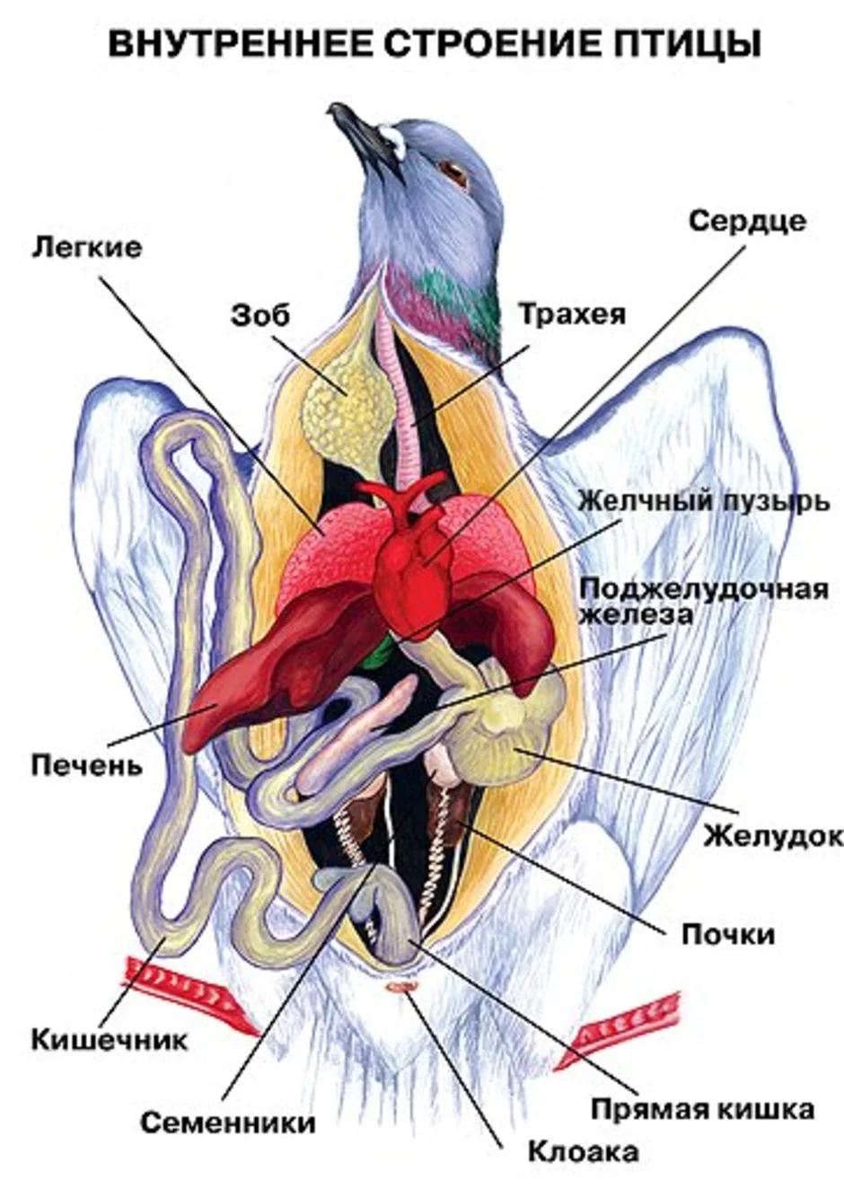 Внутренние птицы. Строение вскрытого голубя. Внутренне строение сизого голубя. Внутреннее строение птицы голубя. Внутреннее строение птицы схема.