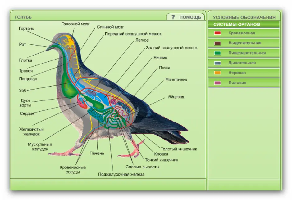 Органы голубя картинки