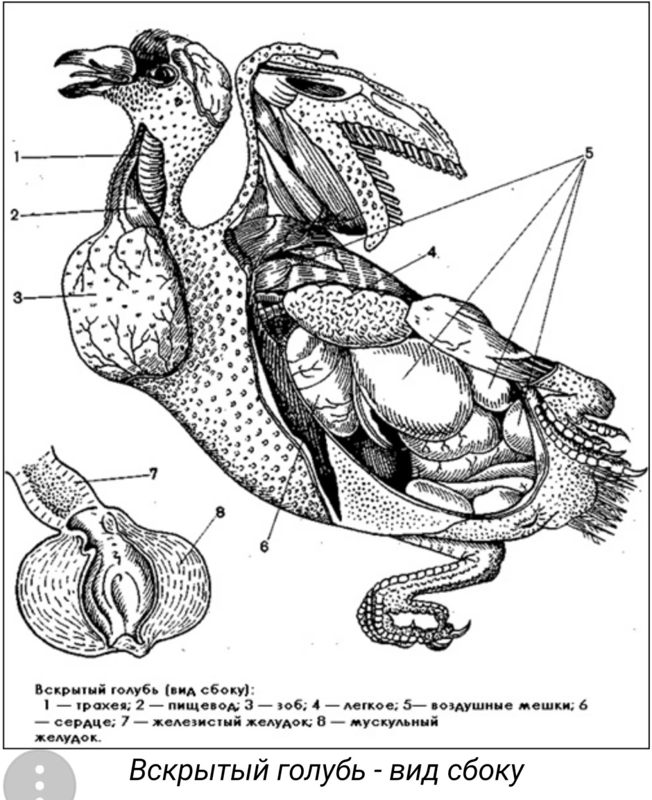 Внутреннее строение голубя рисунок