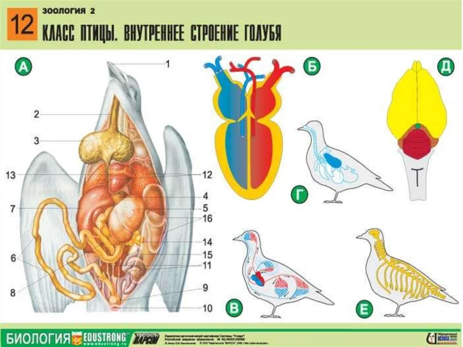 Внутреннее строение голубя рисунок