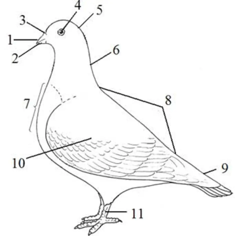 Строение голубя картинка
