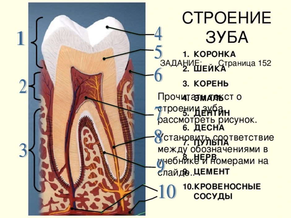 Зубы 8 класс биология конспект