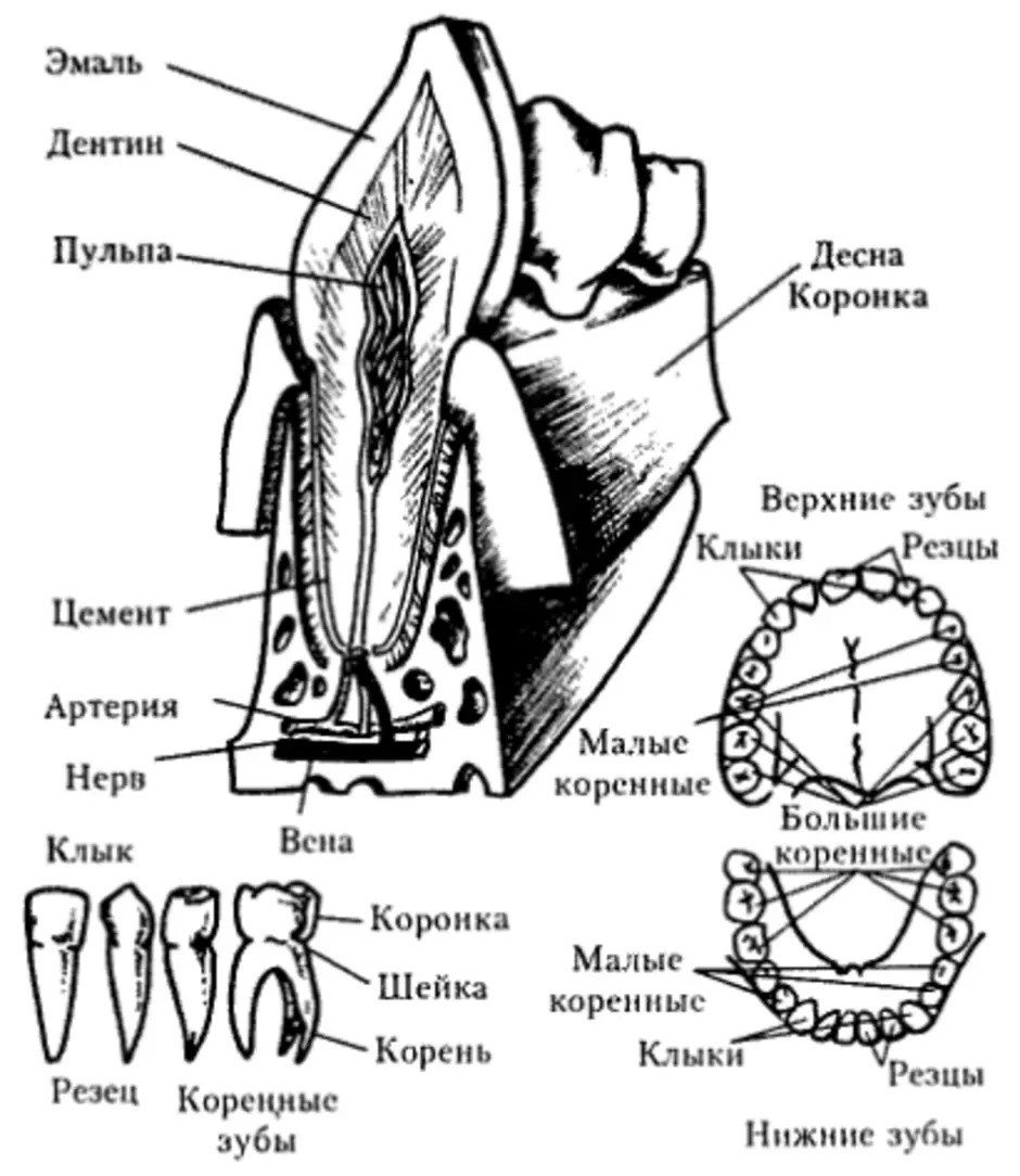 Рисунок зуба биология