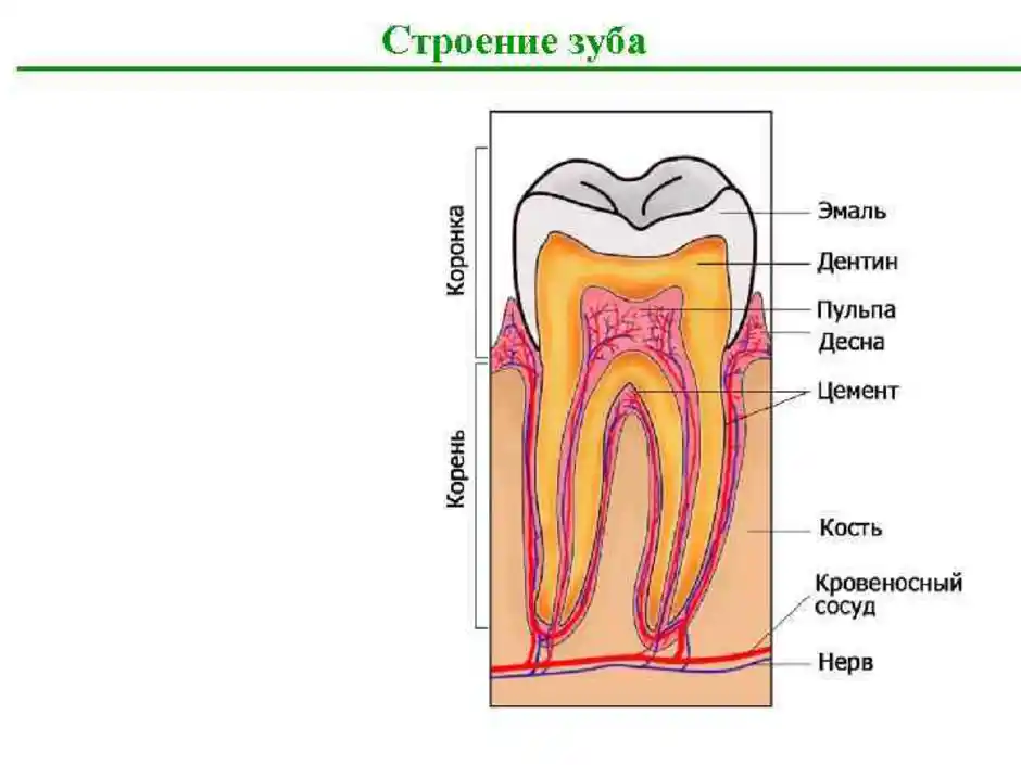 Выберите три верно обозначенные подписи к рисунку на котором изображено строение зуба