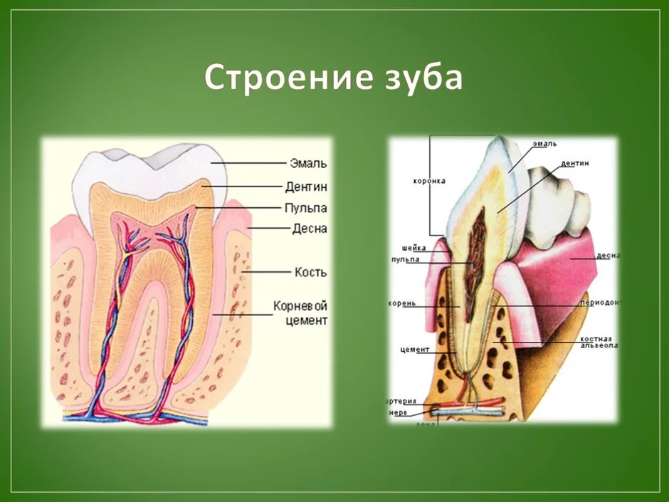 Хорошо строение. Строение зуба 3 класс. Строение зуба биология 8. Строение губ.