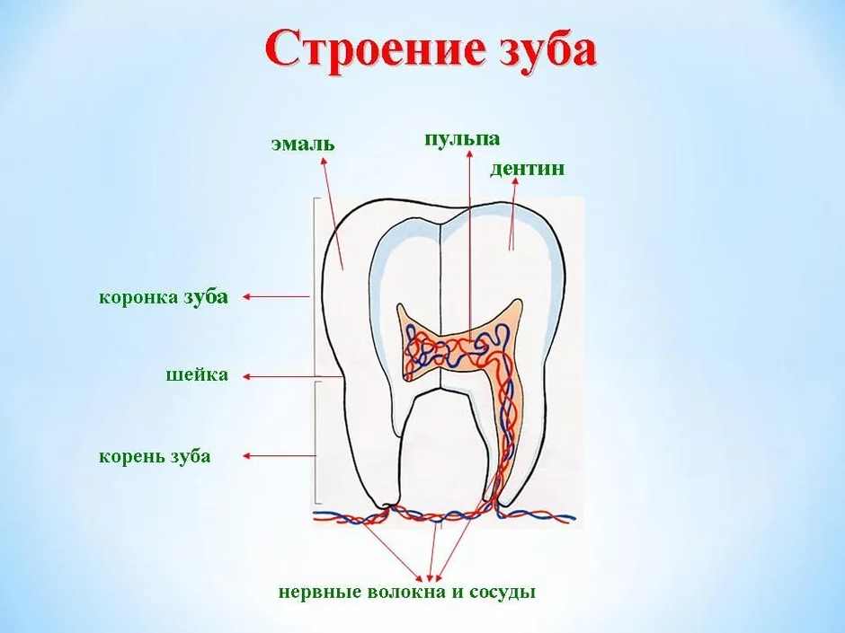 Строение зуба человека схема для детей