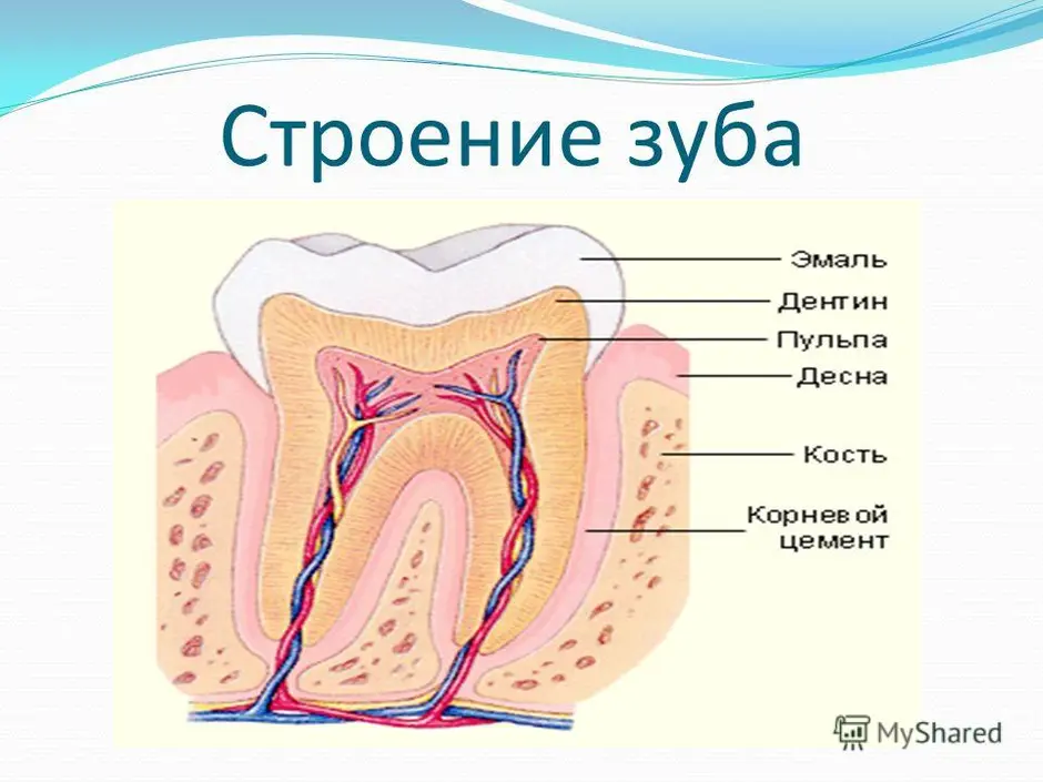 Строение зуба 2 класс. Строение зуба человека схема анатомия. Биология внутреннее строение зуба. Внутреннее строение зуба анатомия.