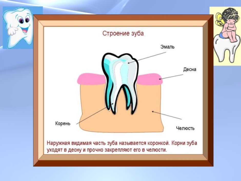 Проект про зубы