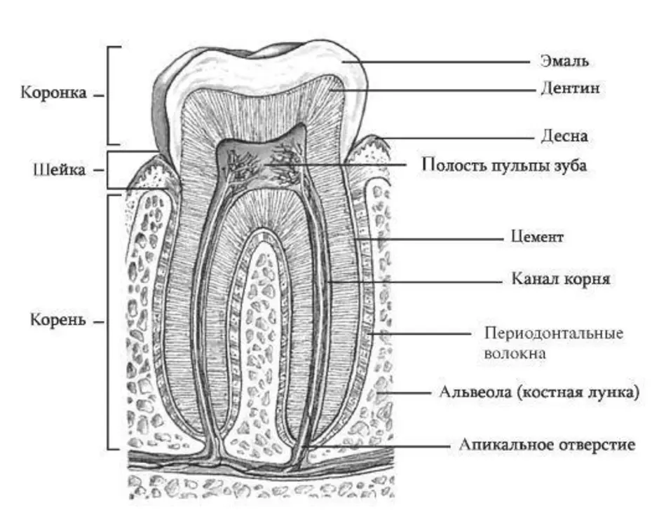 Твердые ткани зуба. Гистологическое строение зуба схема. Схема продольного разреза зуба. Строение зуба человека схема анатомия. Схема структурной организации периодонта.