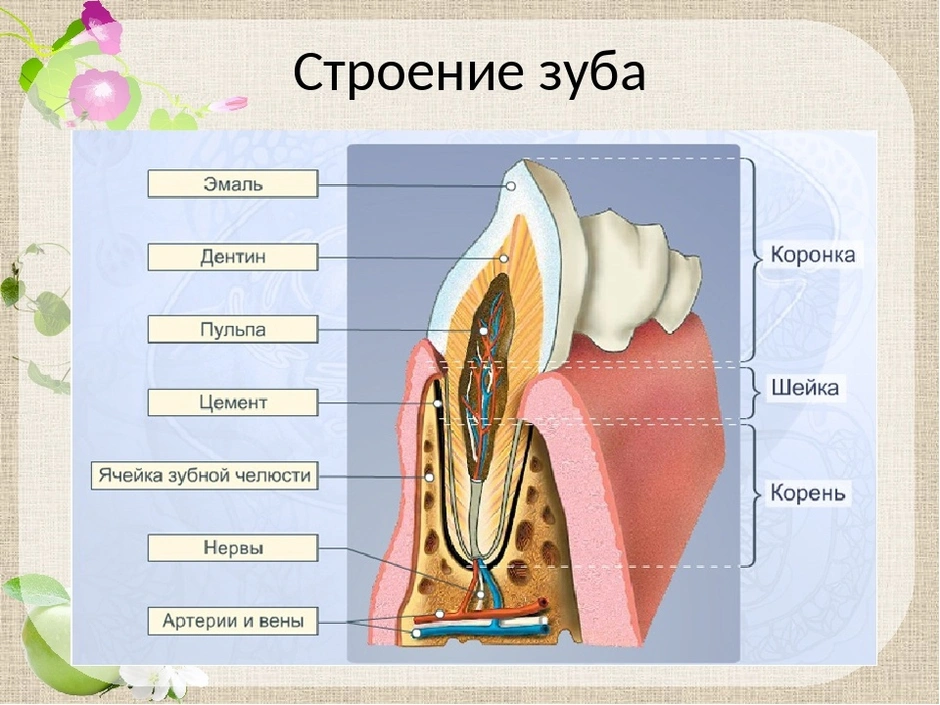 Рисунок зуба биология