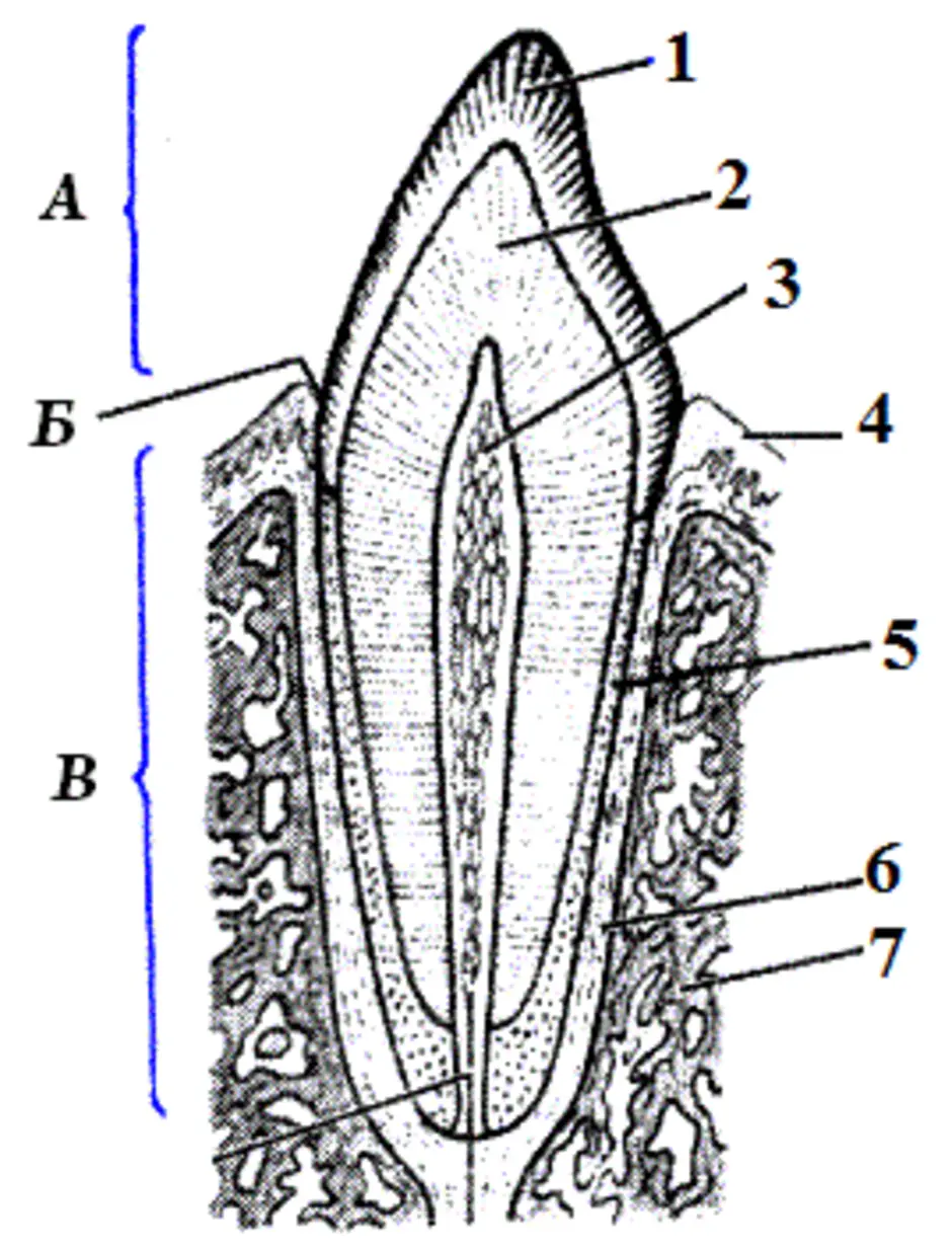Какие части зуба обозначены на рисунке буквами а б