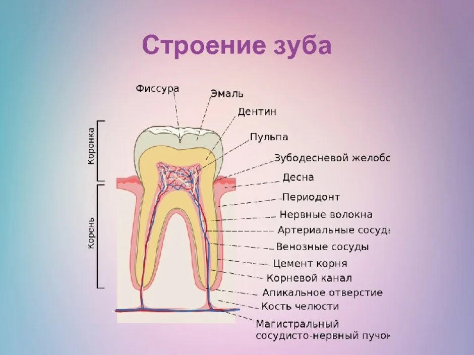 В какую систему входит зуб. Зуб строение зуба 9кл. Строение зуба человека схема 8 класс. Строение зуба человека ЕГЭ биология. Строение зуба рис 65.