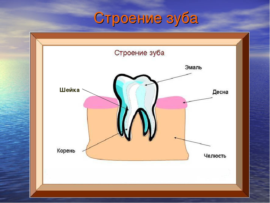 Зуб рисунок строение