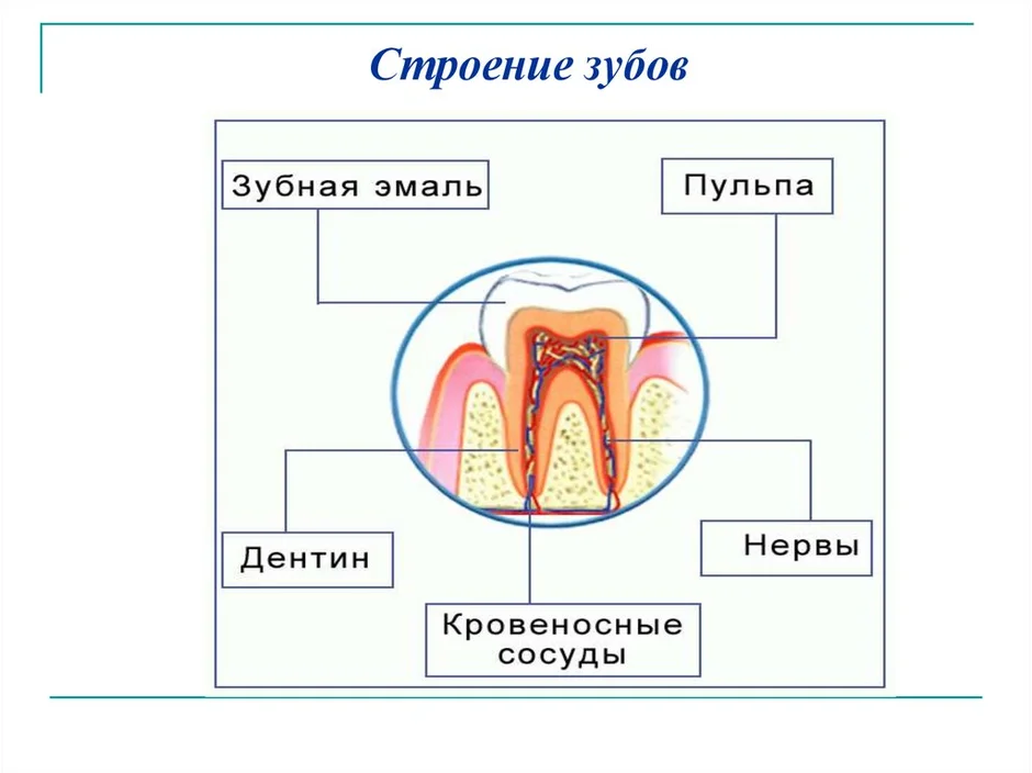 Строение зуба презентация