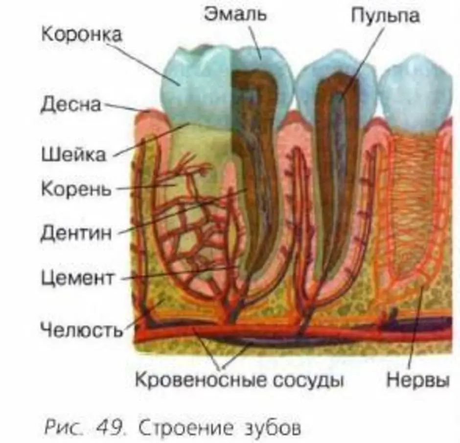 Биология 8 класс рисунок 77