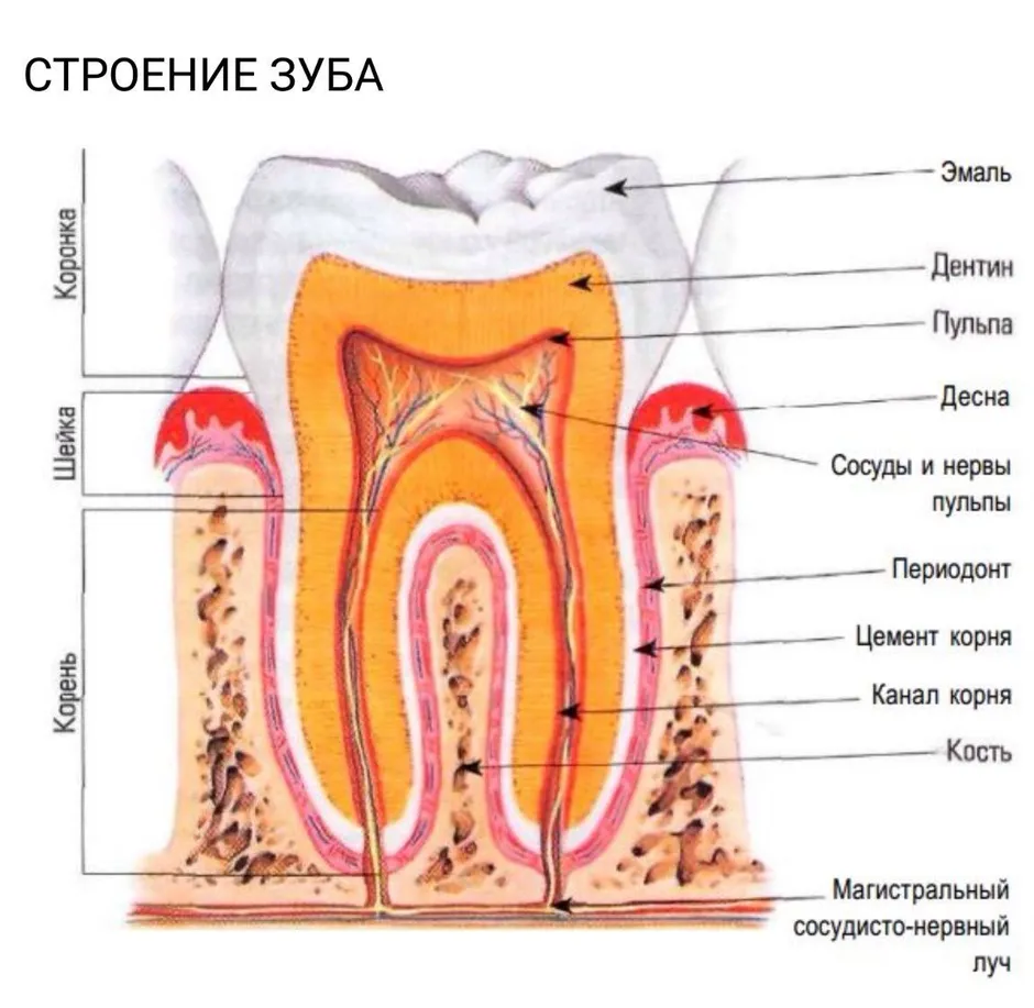 Рисунок строения зуба человека. Анатомическое строение зуба. Внутреннее строение зуба анатомия. Схема внутреннего строения зуба анатомия. Биология внутреннее строение зуба.