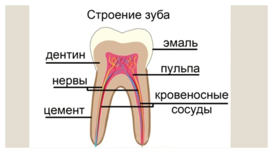 Рисунок зуба биология