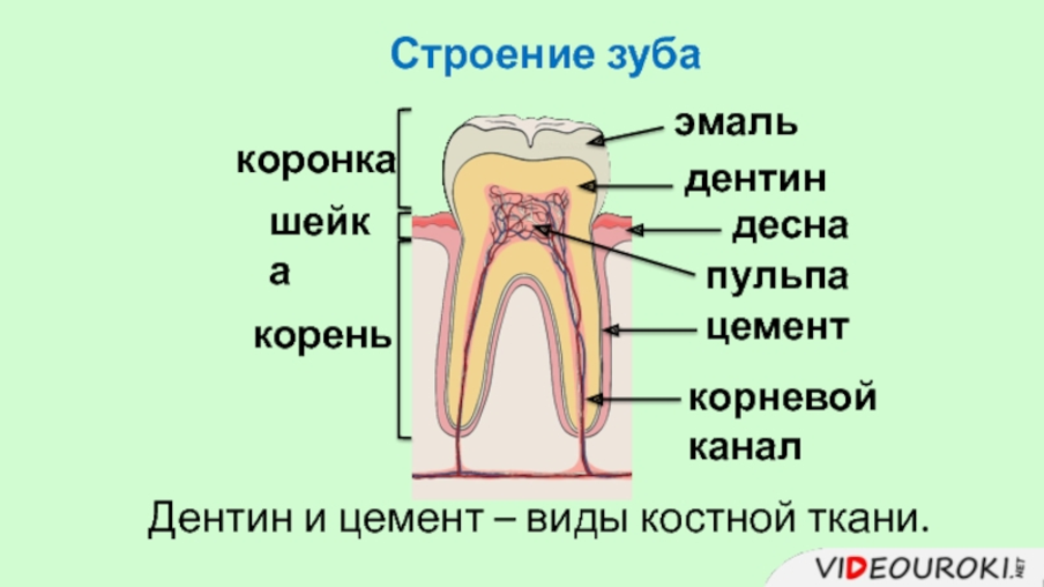 Рисунок зуба биология