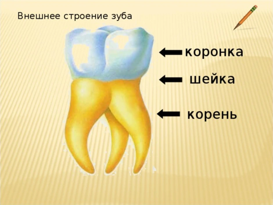 Корень зуба находится. Внешнее строение зуба 8 класс биология. Анатомия зубов коронка шейка корень. Строение зуба биология 8 класс. Зубы человека 8 класс биология.