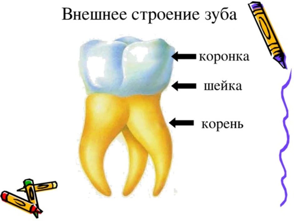 Строение зуба картинка для детей