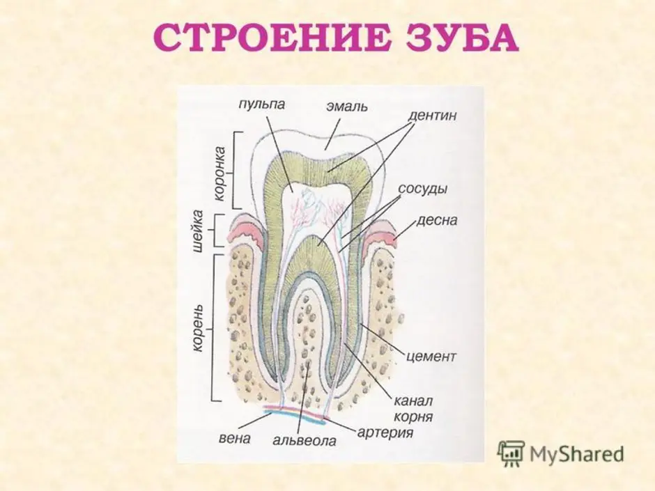 Рисунок зуба биология