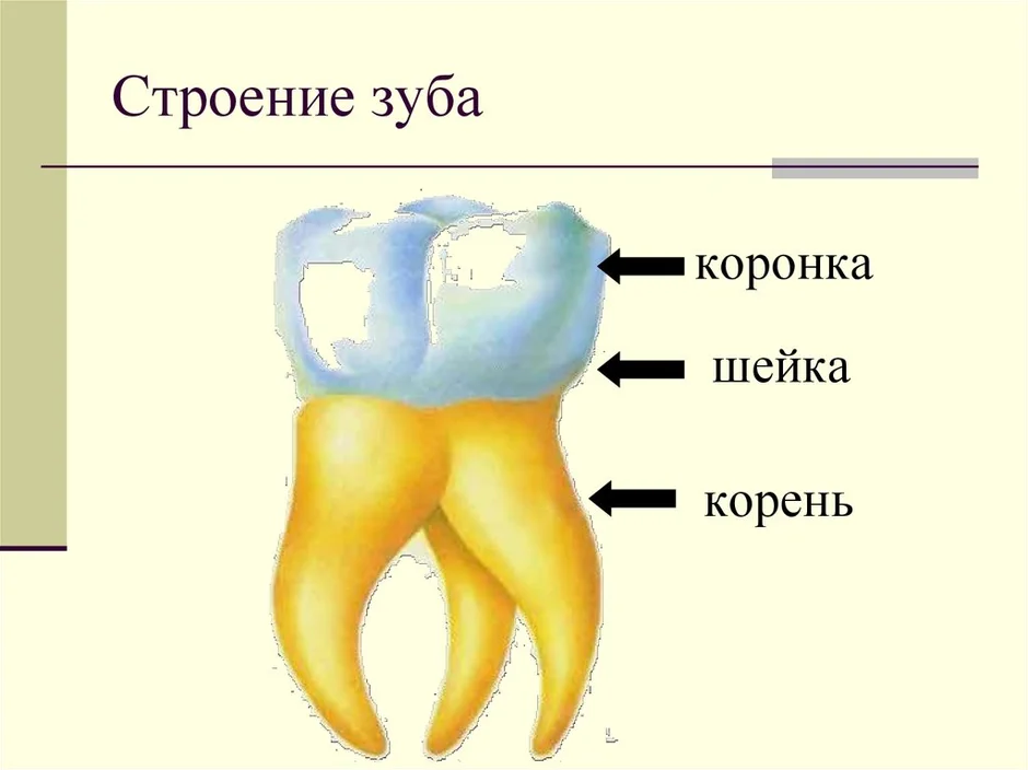 Зуб человека рисунок