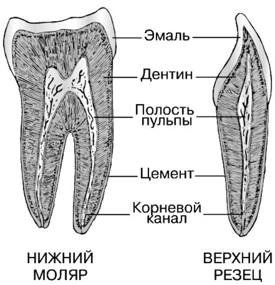 Рисунок зуба с подписями