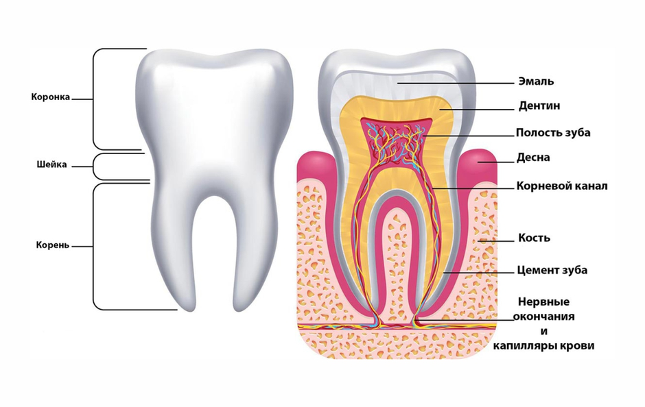 Строение зуба человека схема с описанием