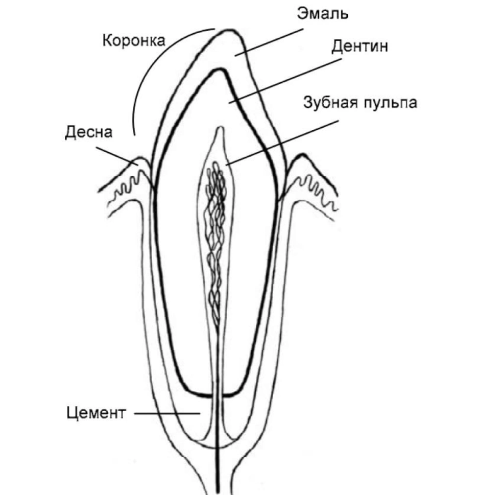 Сделайте подписи к рисунку строение. Строение зуба 8 класс. Внутреннее строение зуба биология 8 класс. Строение зуба человека схема. Строение зуба рисунок с обозначениями.