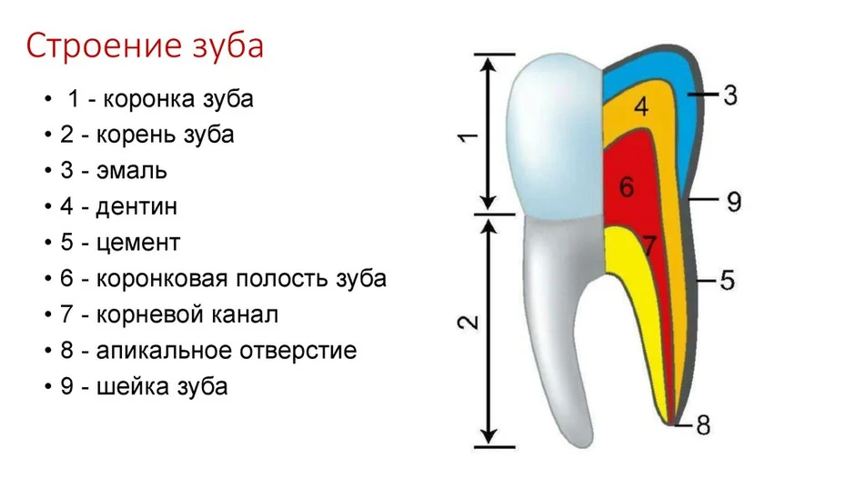 Строение зуба картинка егэ