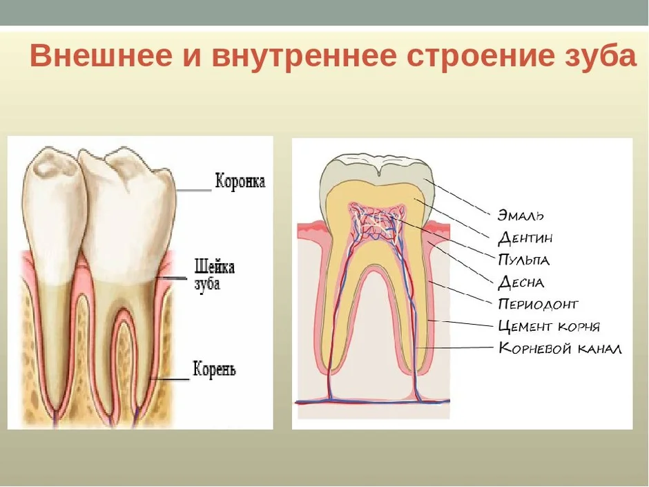 Выберите три верно обозначенные подписи к рисунку на котором изображено строение зуба