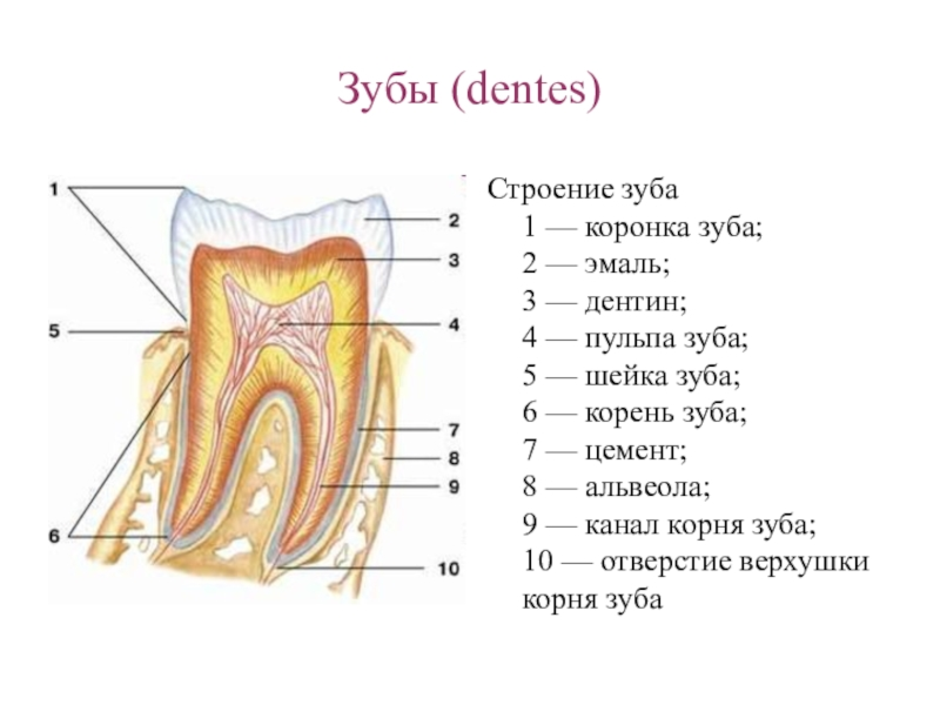 Тип строения зуба. Схема строения зуба анатомия. Строение зуба человека схема. Анатомическое строение зуба. Схема внутреннего строения зуба.