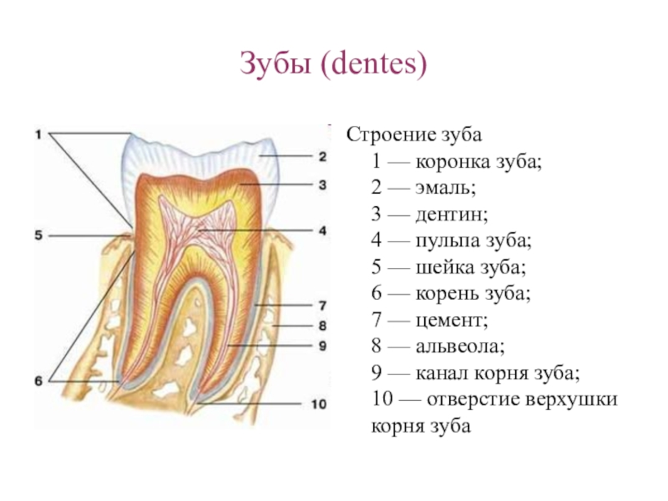 Строение зубов схема